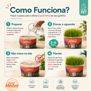 Gramas para Gatos da Mister - Kit com 03 Unidades - Fácil de Plantar