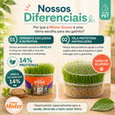 Gramas para Gatos da Mister - Kit com 03 Unidades - Fácil de Plantar